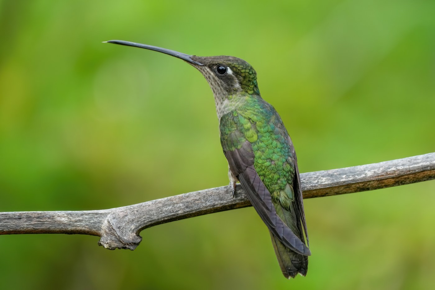 Rivoli's Hummingbird (Eugenes fulgens)