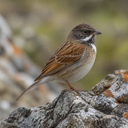 Rock Bunting Identification Guide