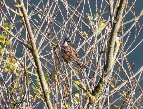 Rock Bunting
