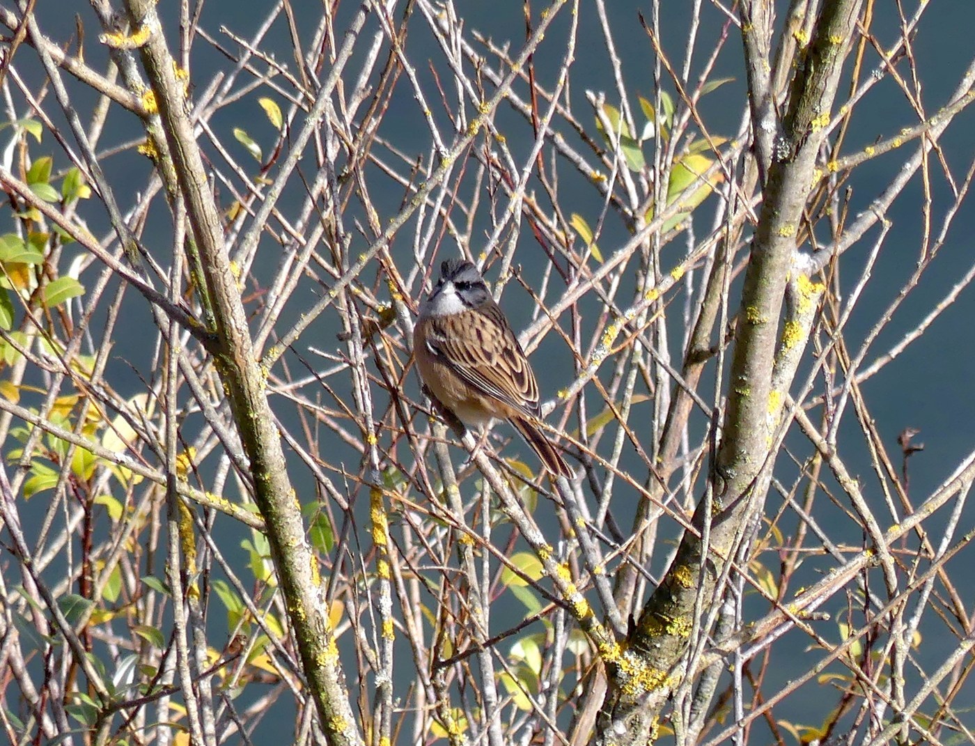 Rock Bunting (Emberiza cia)