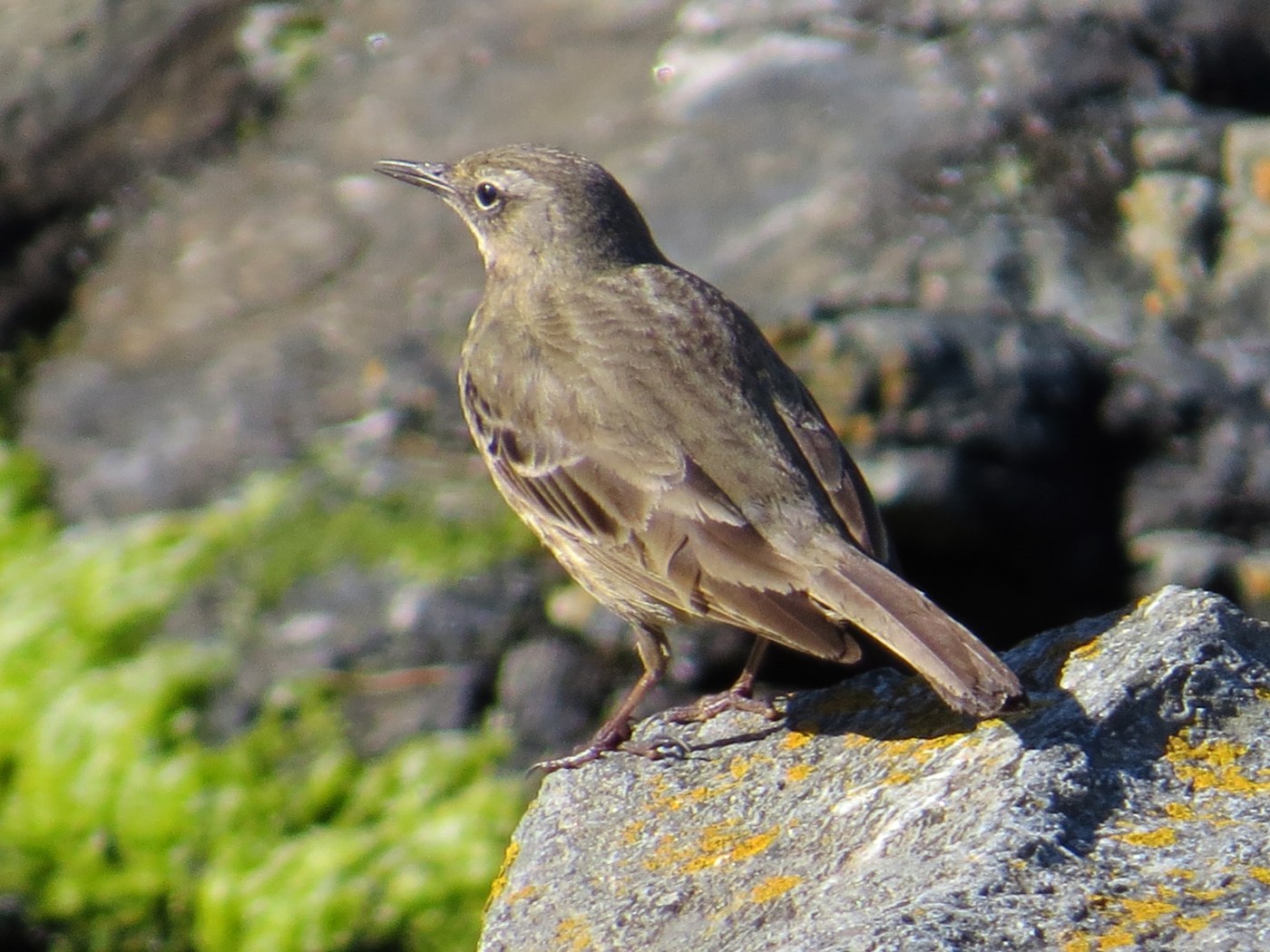 Rock Pipit (Anthus petrosus)