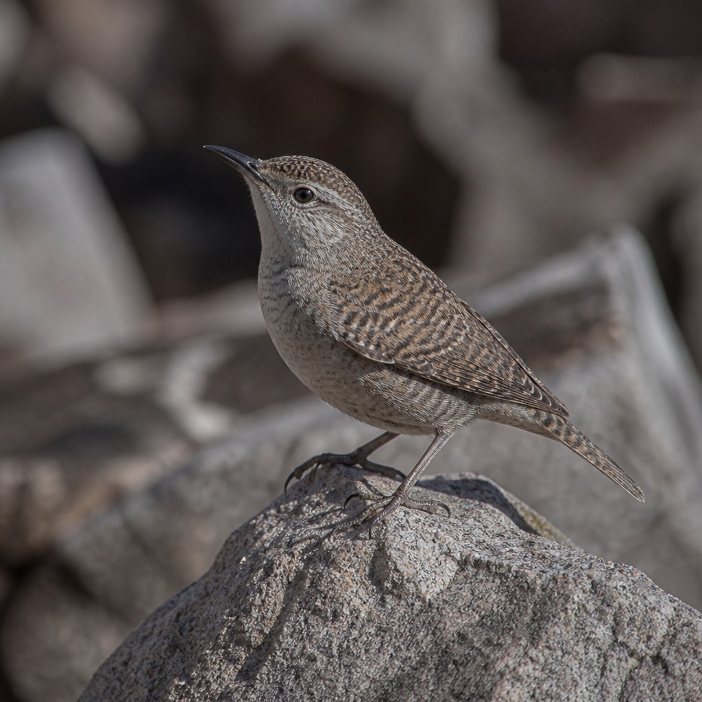 Rock Wren (Salpinctes obsoletus)