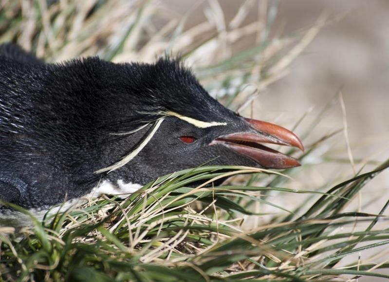 Rockhopper Penguin (Eudyptes chrysocome)