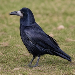 Rook Identification Guide