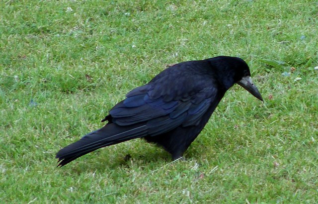 Rook Identification Guide
