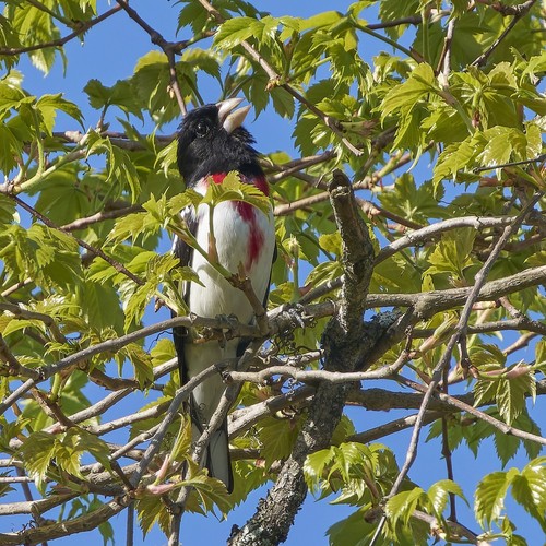 Rose-breasted Grosbeak