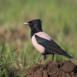 Rose-coloured Starling Identification Guide
