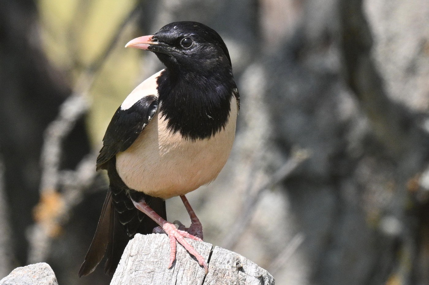 Rose-coloured Starling (Pastor roseus)