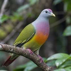 Rose-crowned Fruit Dove Identification Guide