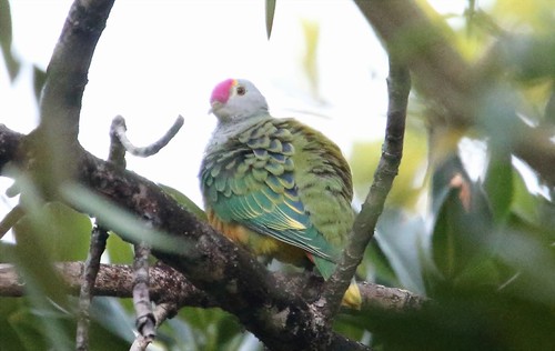 Rose-crowned Fruit Dove