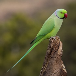 Rose-ringed Parakeet Identification Guide