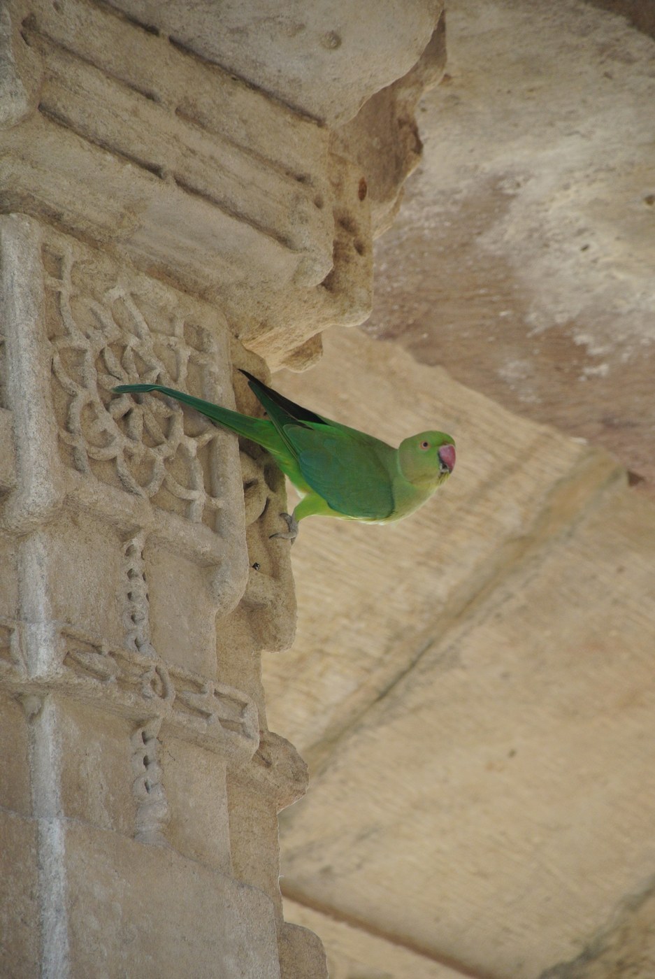 Rose-ringed Parakeet Identification Guide