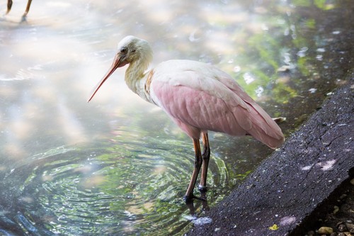 Roseate Spoonbill
