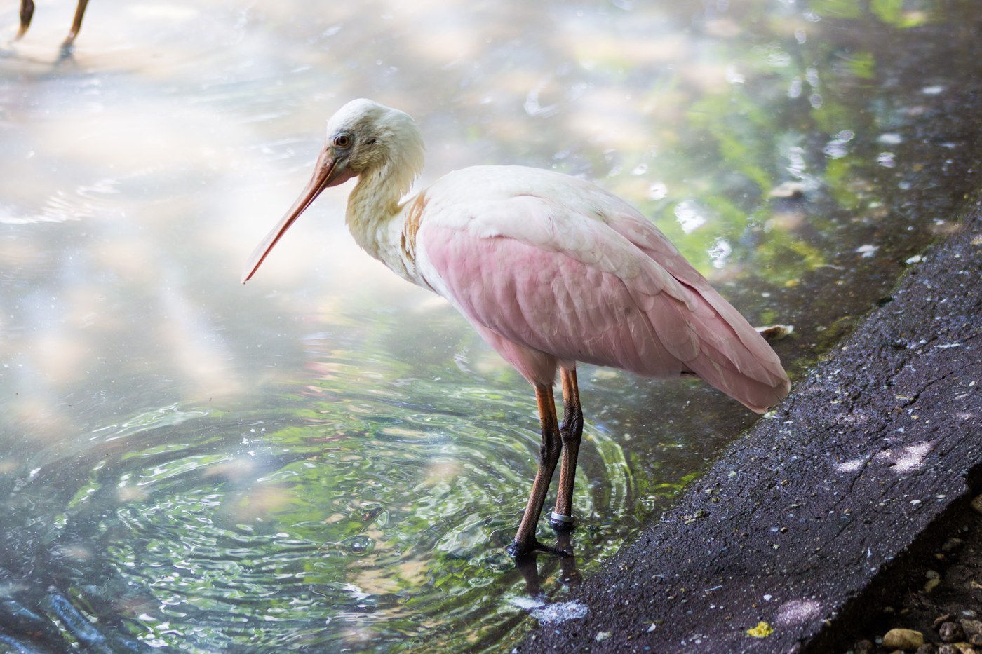 Roseate Spoonbill (Platalea ajaja)