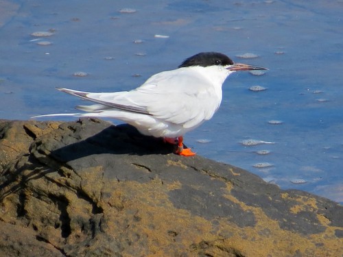 Roseate Tern