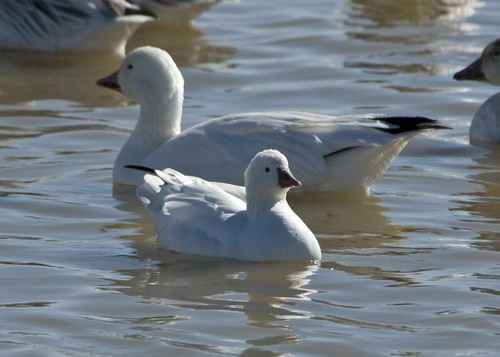 Ross's Goose