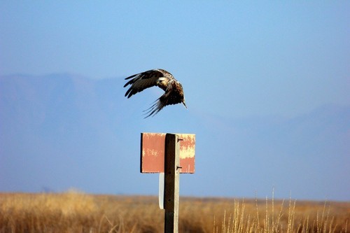 Rough-legged Hawk
