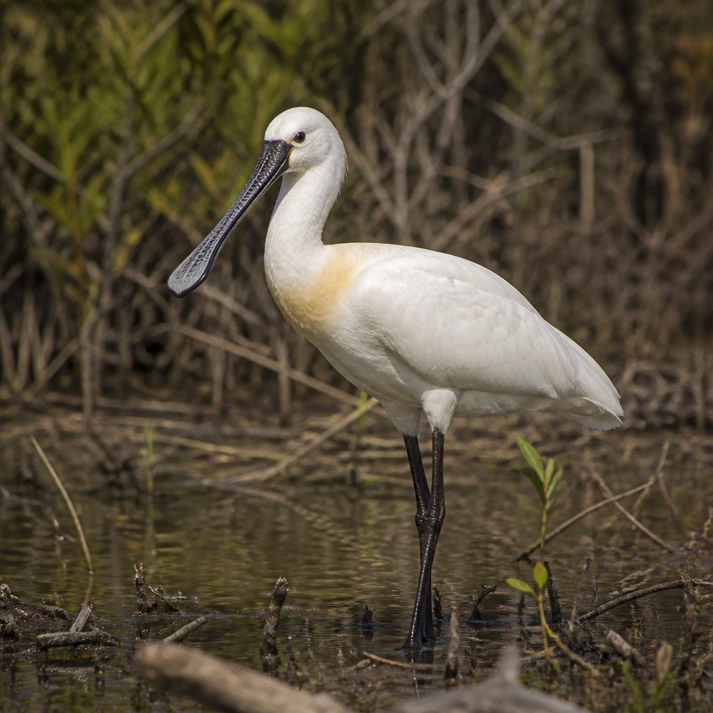 Royal Spoonbill (Platalea regia)