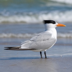 Royal Tern Identification Guide