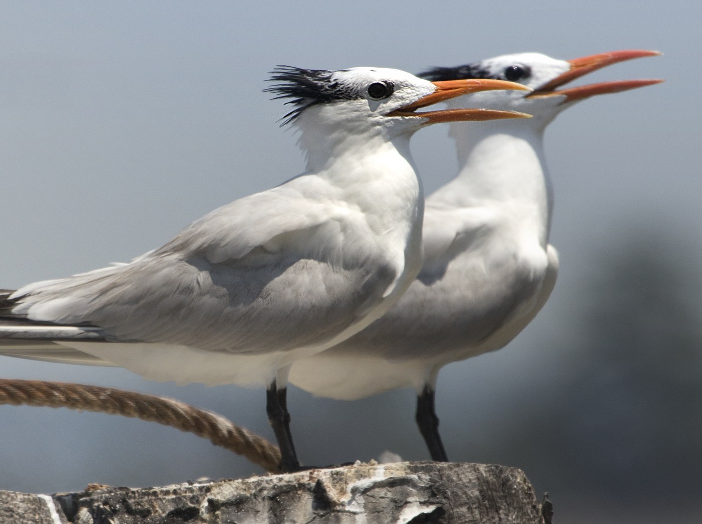 Royal Tern (Thalasseus maximus)