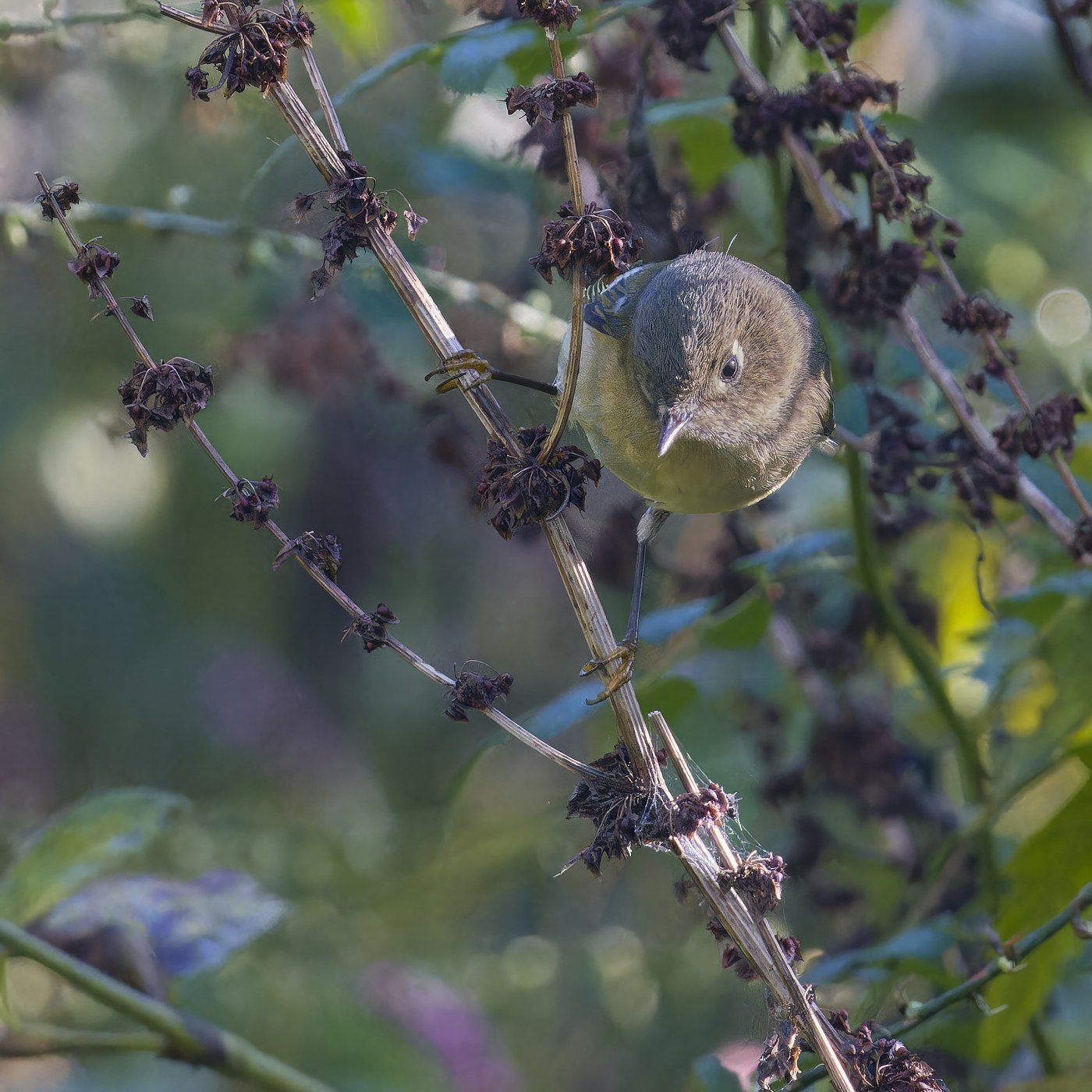 Ruby-crowned Kinglet (Corthylio calendula)