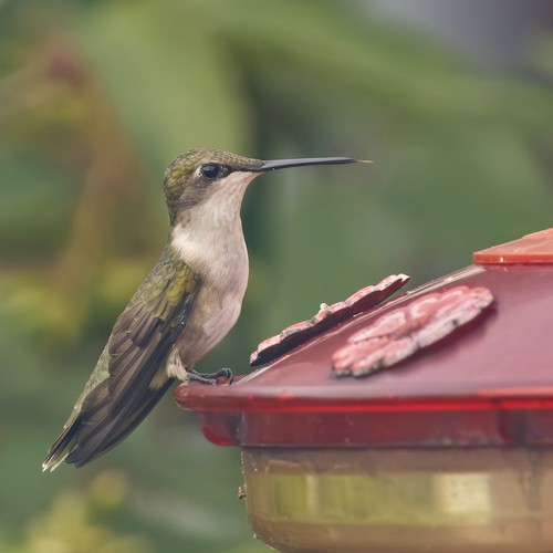 Ruby-throated Hummingbird