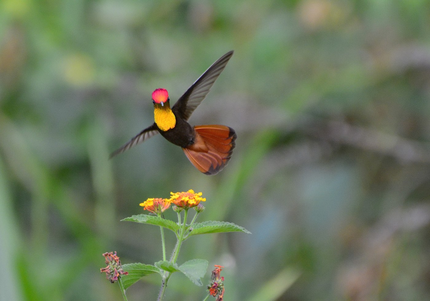 Ruby-topaz Hummingbird Identification Guide