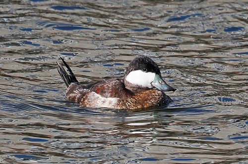 Ruddy Duck