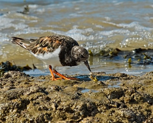 Ruddy Turnstone