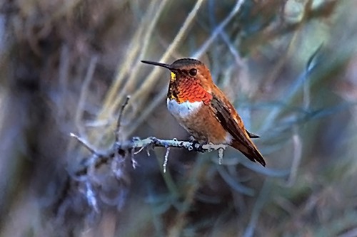 Rufous Hummingbird
