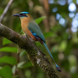 Rufous Motmot Identification Guide
