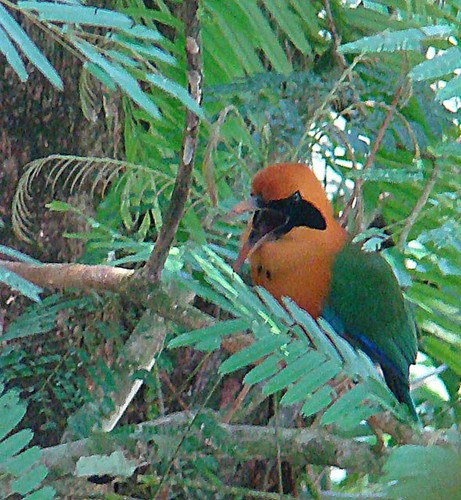 Rufous Motmot