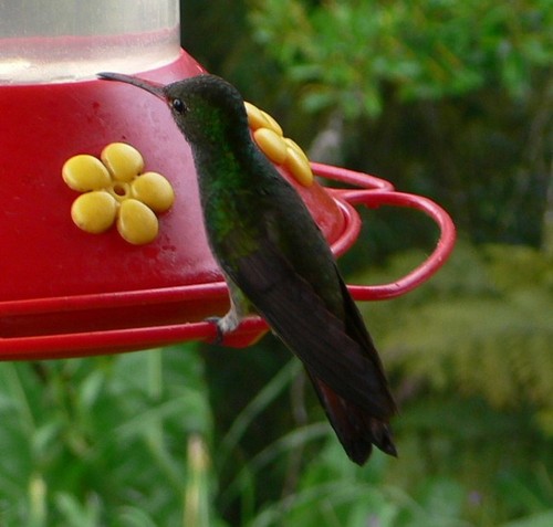 Rufous-tailed Hummingbird