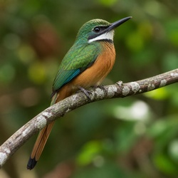 Rufous-tailed Jacamar Identification Guide
