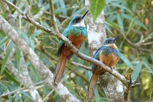 Rufous-tailed Jacamar