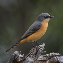 Rufous Whistler Identification Guide