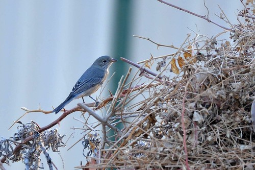 Rufous Whistler