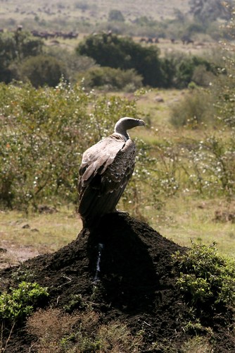 Rüppell's Vulture