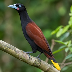 Russet-backed Oropendola Identification Guide