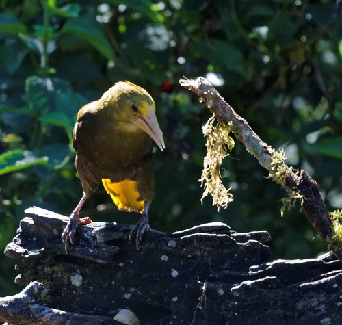 Russet-backed Oropendola