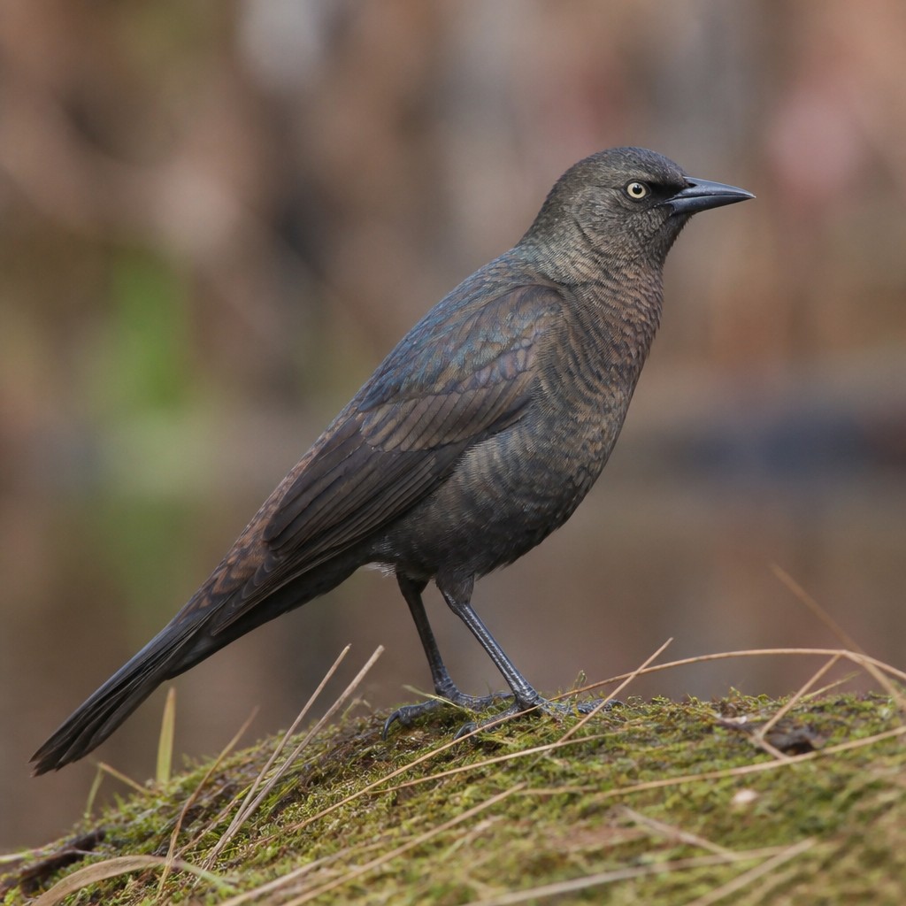 Rusty Blackbird (Euphagus carolinus)