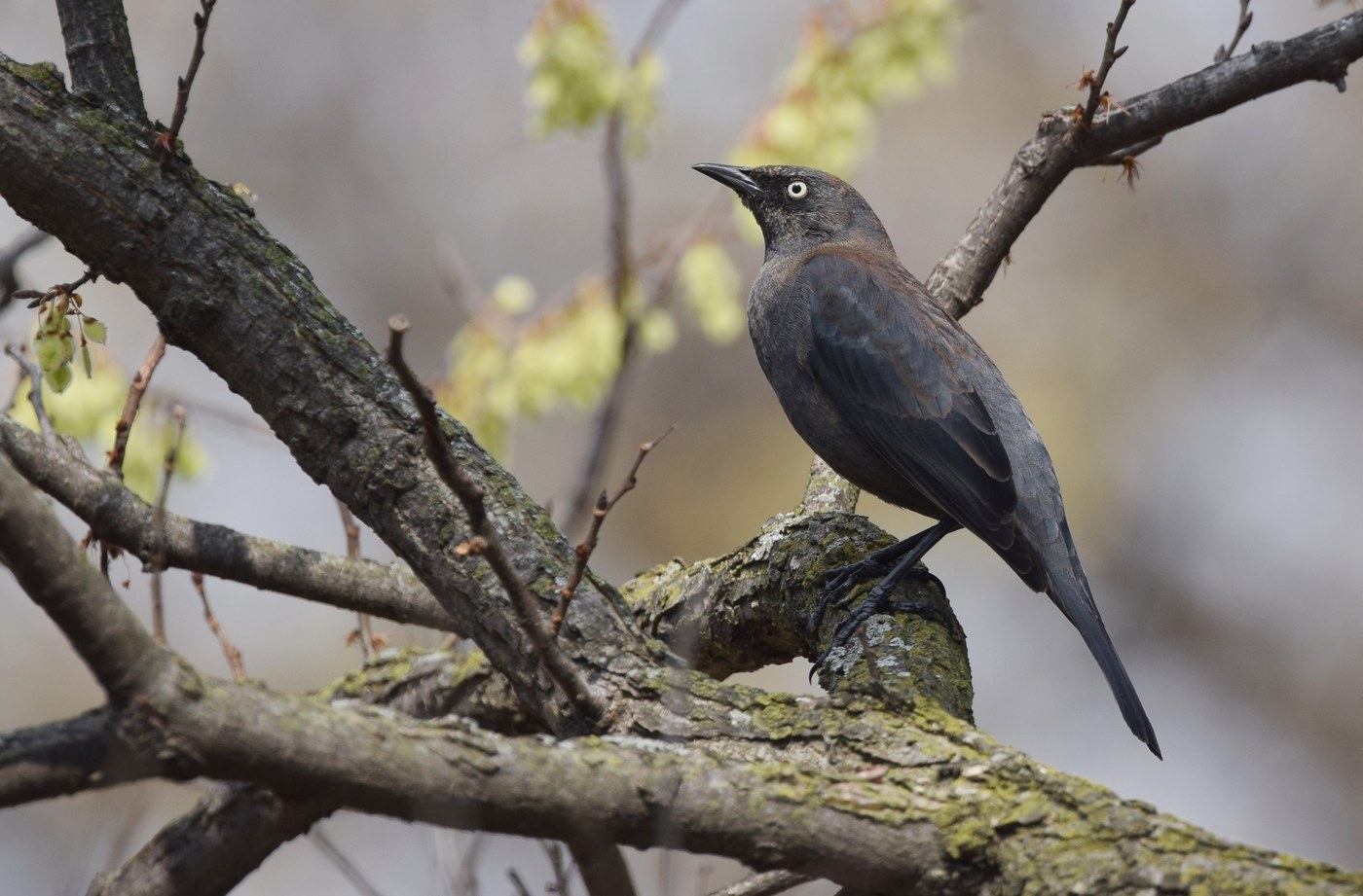 Rusty Blackbird (Euphagus carolinus)