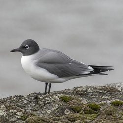 Sabine's Gull Identification Guide
