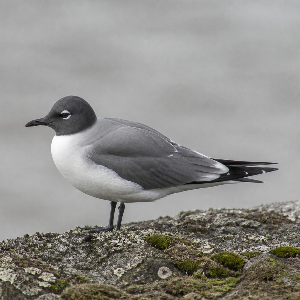 Sabine's Gull (Xema sabini)