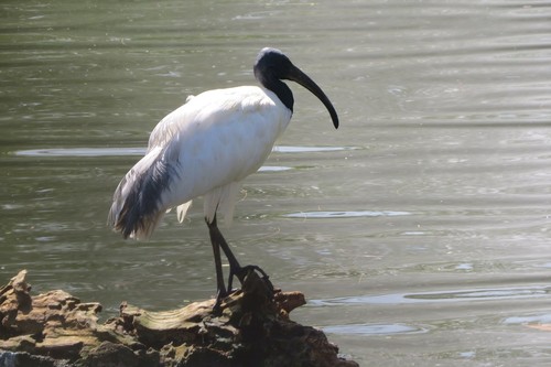 Sacred Ibis