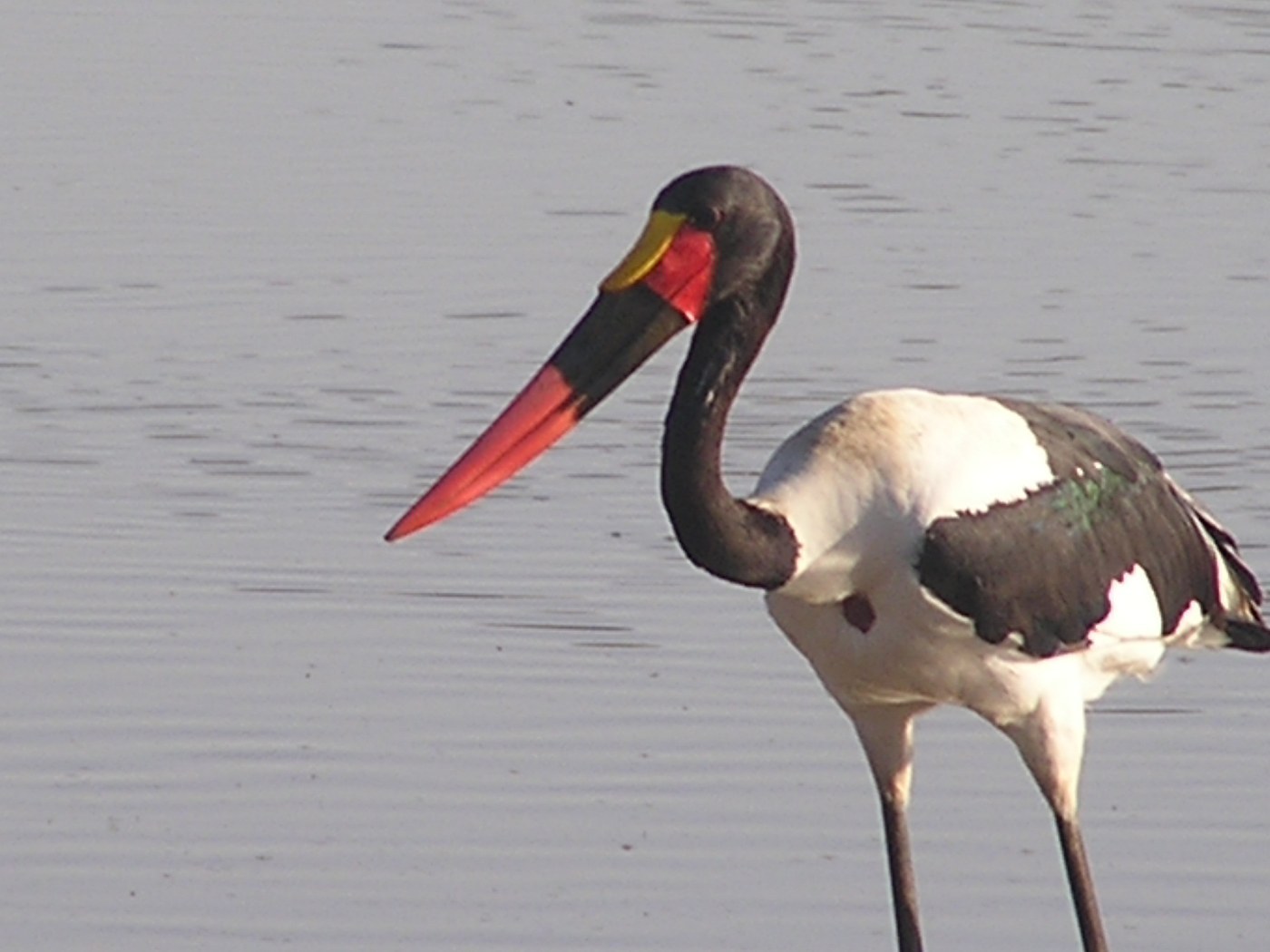 Saddle-billed Stork (Ephippiorhynchus senegalensis)