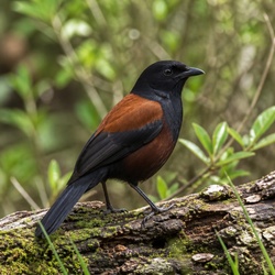 Saddleback Identification Guide