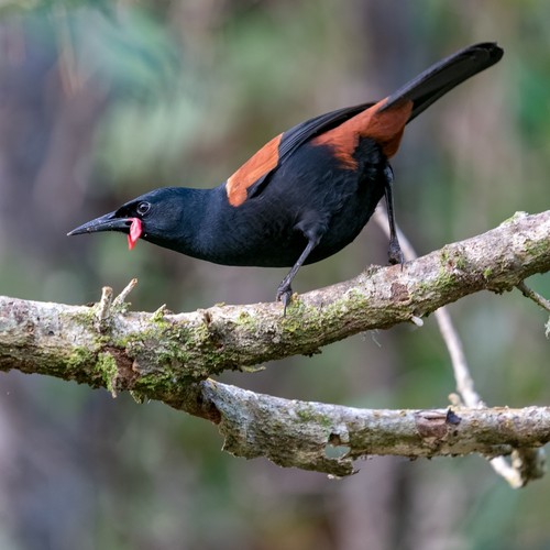 Saddleback