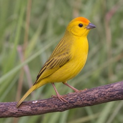 Saffron Finch Identification Guide