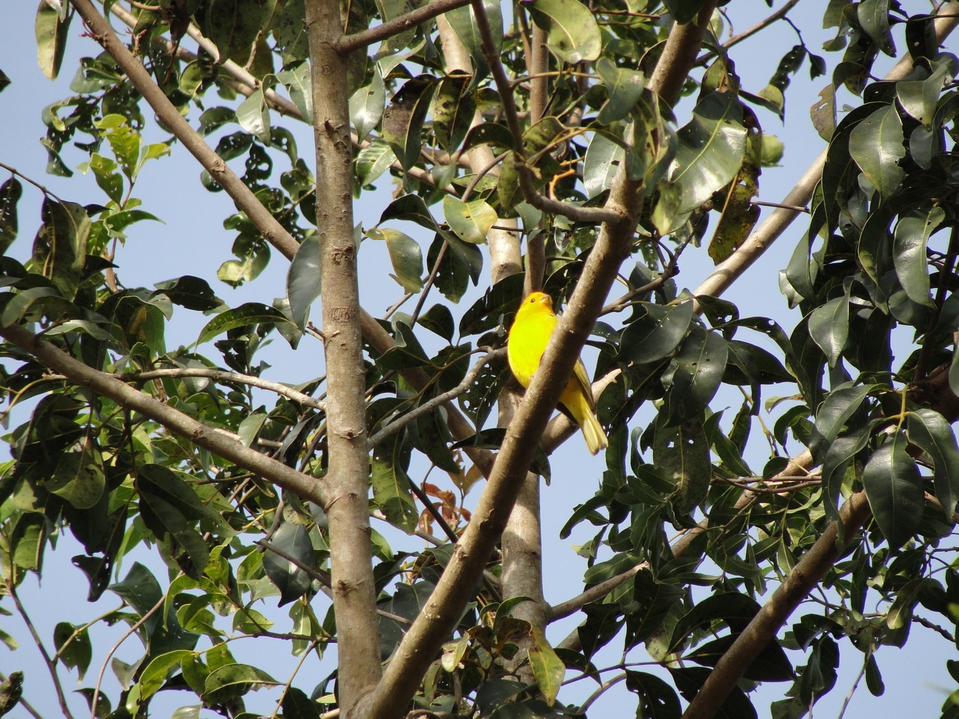 Saffron Finch (Sicalis flaveola)